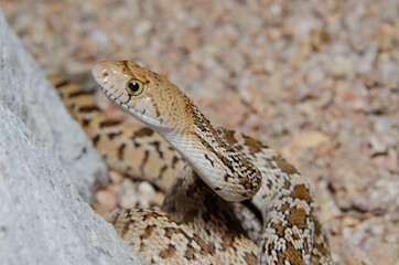 Close up of a Sonoran Gophersnake