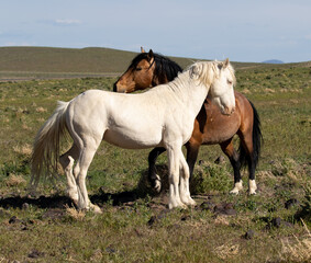 Fototapeta na wymiar wild horses wild stallions