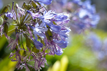 micro flower