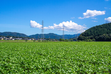 Fototapeta na wymiar 滋賀県米原市の畑や山