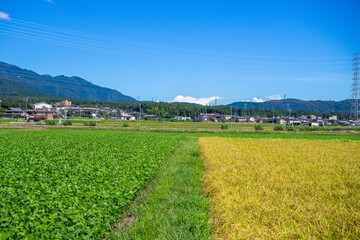 滋賀県米原市の田んぼに実る稲穂