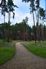 In a pine forest there is a wide tiled path. Against the blue sky