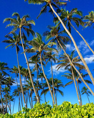 Palm trees on tropical beach under blue skies