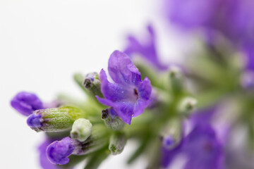 Naklejka premium Macro abstract view of tiny lavender blossoms and buds on white background with copy space