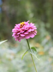 Zinnia