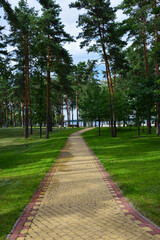 In a pine forest there is a wide tiled path. Against the blue sky