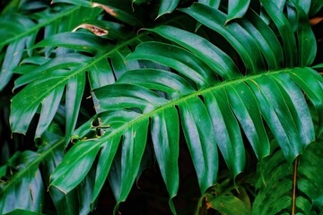Obraz na płótnie Canvas Tropical green leaves plant in the nature 