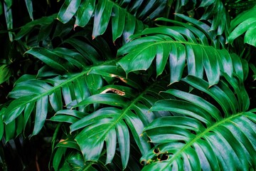 Fototapeta na wymiar Tropical green leaves plant in the nature 