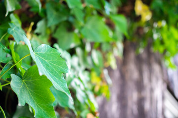 ツタの葉と木々