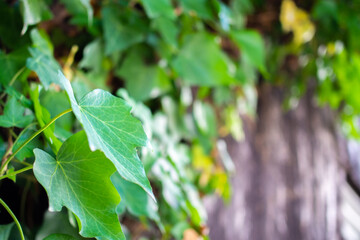 ツタの葉と木々