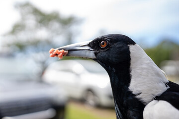 Friendly Australian Magpie Looking for Food
