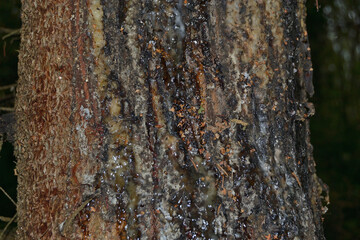 Sticky drops of natural resin run down the pine trunk.