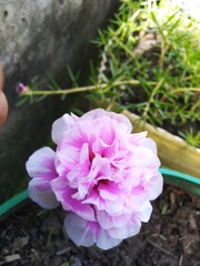 Pink flower in a pot
