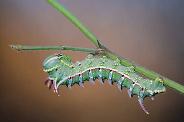 Hubbard's Small Silkmoth caterpillar