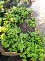 Fresh mint in tarace garden