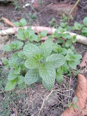 Basil plant in kitchen garden
