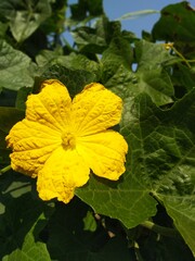 Yellow Ridge Gourd flower