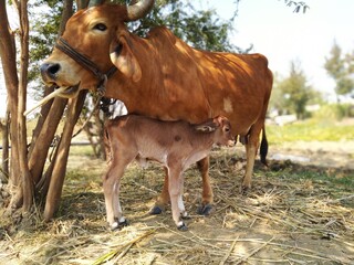 A baby calf with a cow