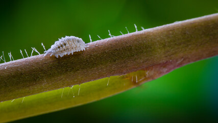 Macro of mealybug with black spot on the side position horizontal closeup on the plant stem...