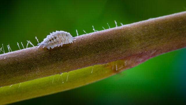 Macro of mealybug with black spot on the side position horizontal closeup on the plant stem isolated in blurred background.