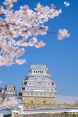 Himeji castle of Japan with blue sky and sakura or cherry blossom in foreground.