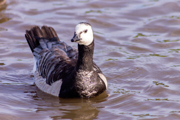 A beautiful bird, the barnacle goose, swims in a small reservoir.