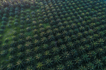 Aerial view green tropical palm oil plantation field