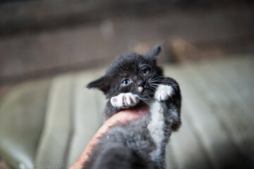 Small gray sick homeless kitten in the hand of a man, photographed close-up.