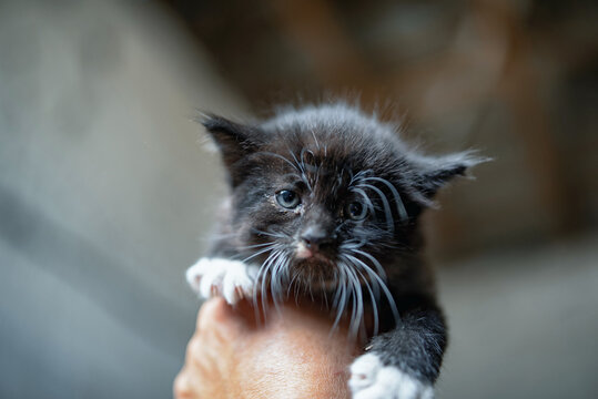 Small gray sick homeless kitten in the hand of a man, photographed close-up.