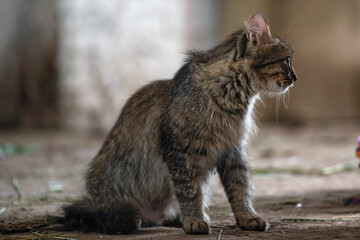Portrait of a gray rustic cat close-up in the barn.
