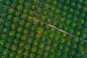 Aerial view green tropical palm oil plantation field