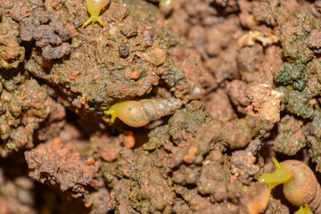 Spiked Awl Snail from the backyard