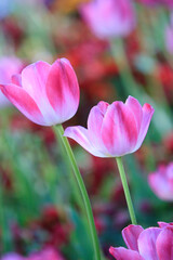チューリップ