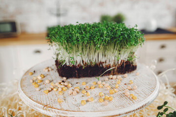 Growing microgreens on table background. Healthy eating concept. Fresh garden produce organically grown as a symbol of health. Microgreens closeup.
