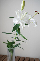white lily in glass vase