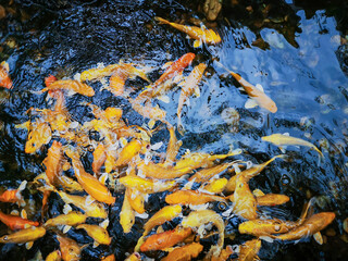 Colorful Koi fish or Fancy carp fish in pond.