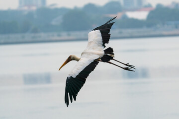 Milky stork flying in the air.