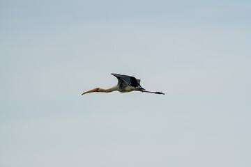 Obraz premium Milky stork flying in the air.