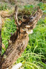 Old Burnt Tree Stump With Lizard And Mushrooms