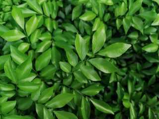 Orange jasmine leaf background.Green and black nature background.