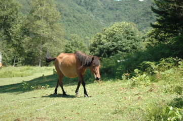 Fototapeta premium 馬