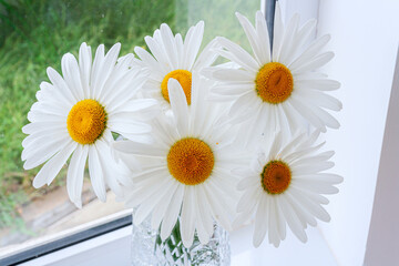 Decorative garden flower white chamomile