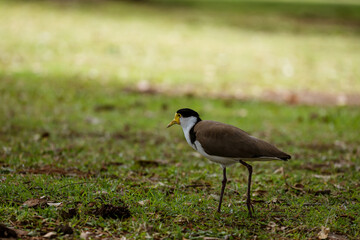 Australian Masked Lapwing -plover-walking on the Ground