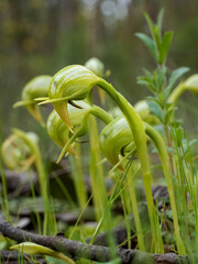 The Nodding Greenhood (Pterostylis nutans) is endemic to eastern Australia. Nodding greenhoods have...
