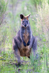 Naklejka na ściany i meble Swamp Wallaby (Wallabia bicolor). A unique Australian macropod with a dark black-grey coat with a distinctive light-coloured cheek 