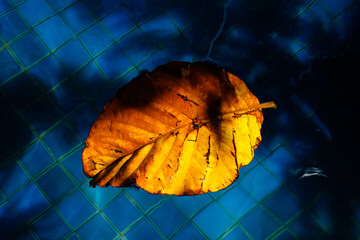 leaf on black background