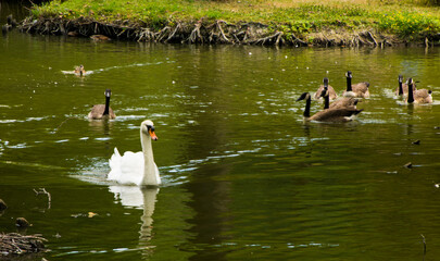 ducks in the lake