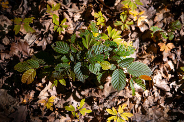 arrangement of colorful flowers in the forest on the plain