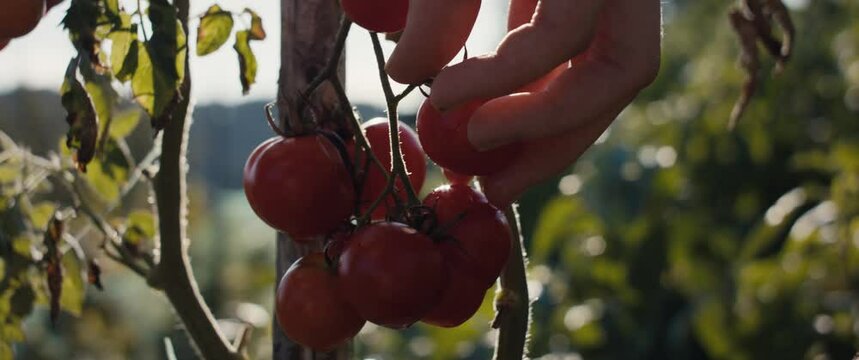 Female gardener pick harvest ripe red cherry tomato in organic vegetable garden in evening light unrecognizable hand macro close up in late summer or early fall