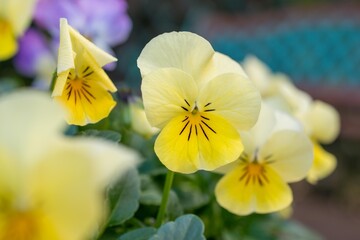 日本の花でいえばスミレ、小さくてかわいいビオラは花壇の人気者